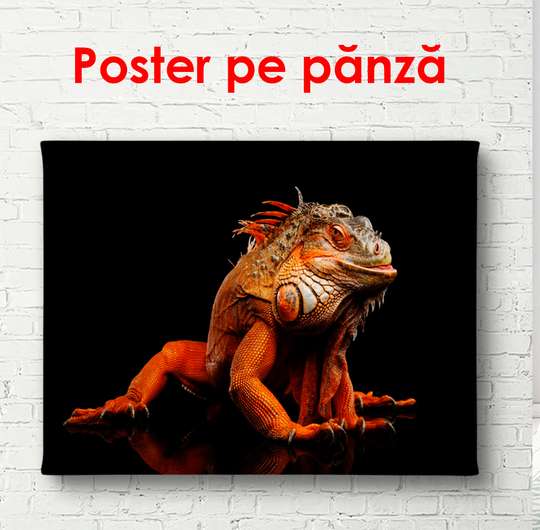 Постер, Оранжевая игуана на черной фоне, 90 x 60 см, Постер в раме, Животные