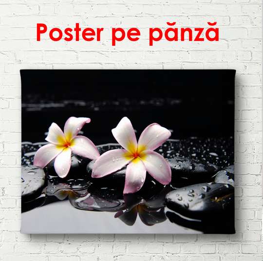 Poster - Pink flowers on stones, 90 x 60 см, Framed poster