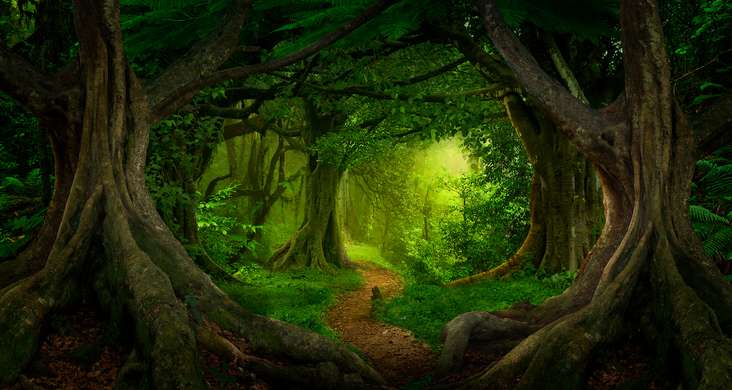 Фотообои - Фантастический лес