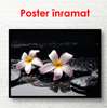 Poster - Pink flowers on stones, 90 x 60 см, Framed poster, Flowers