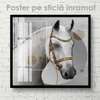 Poster, White horse, 40 x 40 см, Canvas on frame, Animals
