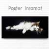 Poster, White cat, 60 x 30 см, Canvas on frame
