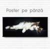 Poster, Pisica alba, 90 x 45 см, Poster inramat pe sticla