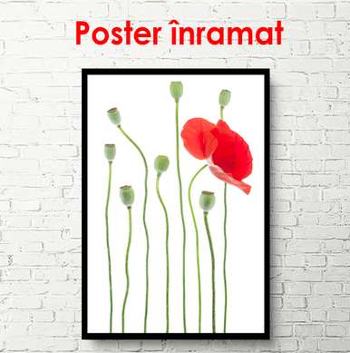 Poster - Red poppy on a white background, 60 x 90 см, Framed poster, Minimalism