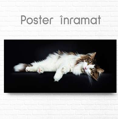 Poster, Pisica alba, 90 x 45 см, Poster inramat pe sticla
