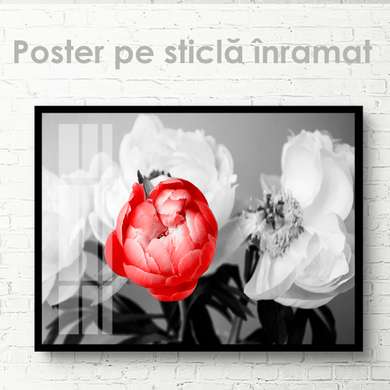Постер - Красный пион на фоне белых, 45 x 30 см, Холст на подрамнике, Цветы
