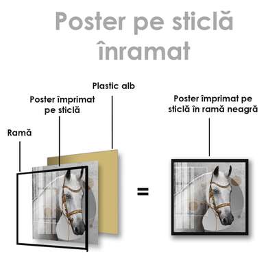 Poster, Cal alb, 40 x 40 см, Panza pe cadru, Animale