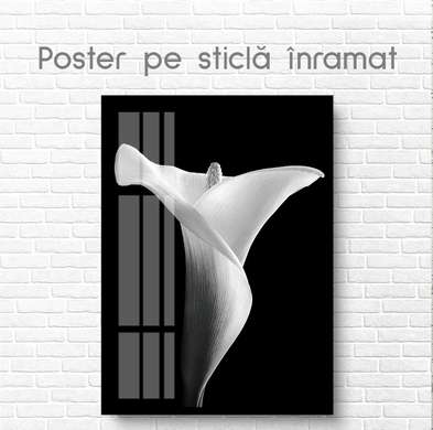 Poster - Crin alb pe fundal negru, 60 x 90 см, Poster inramat pe sticla