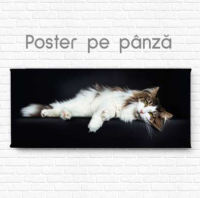 Poster, White cat, 90 x 45 см, Framed poster on glass, Animals