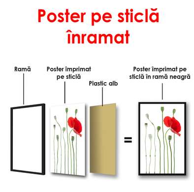 Постер - Красный мак на белом фоне, 60 x 90 см, Постер в раме, Минимализм