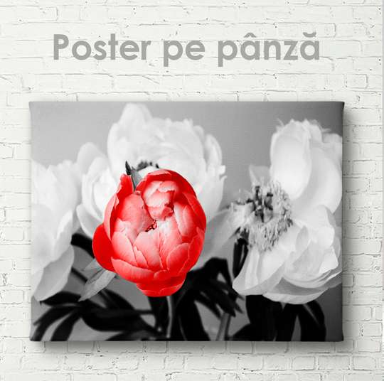 Poster - Bujor roșu pe fond de flori albe, 45 x 30 см, Panza pe cadru