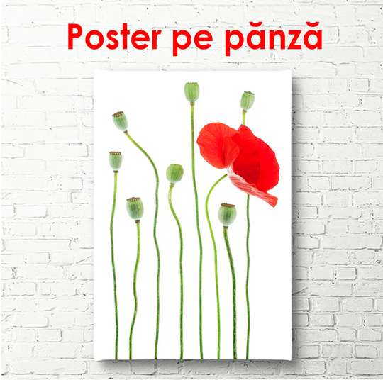 Poster - Red poppy on a white background, 60 x 90 см, Framed poster