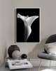 Poster - White lily on a black background, 60 x 90 см, Framed poster on glass, Flowers