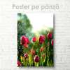 Poster - Tulips, 60 x 90 см, Framed poster on glass, Flowers