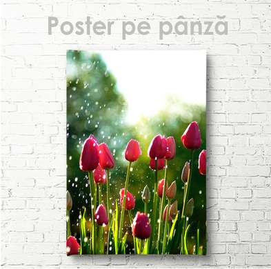Poster - Tulips, 60 x 90 см, Framed poster on glass, Flowers