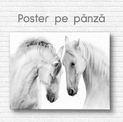 Poster, Caii Albi, 45 x 30 см, Panza pe cadru