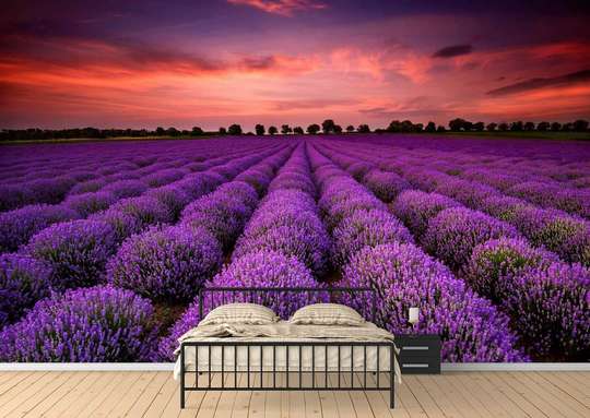Wall Mural - Lavender field
