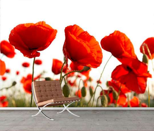 Wall Mural - Poppies and clear sky