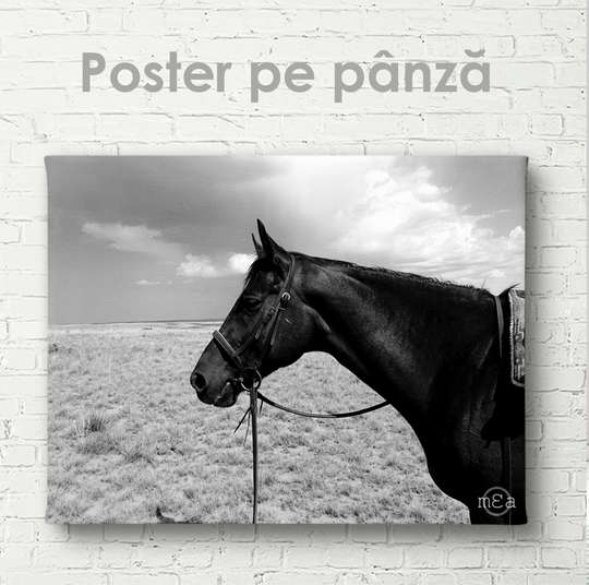 Poster, Horse, 45 x 30 см, Canvas on frame, Animals