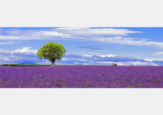 Wall Mural - Lavender field and oak