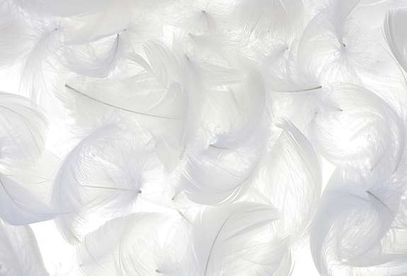 Фотообои - Белые перья