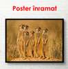 Poster, Meerkats africani, 90 x 60 см, Poster înrămat, Animale