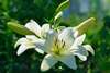 Wall Mural - White Lily