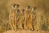 Poster, Meerkats africani, 90 x 60 см, Poster înrămat, Animale