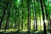 Wall Mural - Beautiful green forest