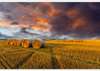 Wall Mural - Sunset in the field