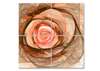 Modular picture, Peach rose.