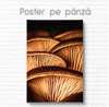 Poster - Mushrooms, 60 x 90 см, Framed poster on glass, Botanical
