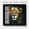 Poster, Privirea leului, 100 x 100 см, Poster inramat pe sticla