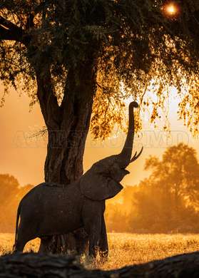 Poster - The elephant on the background of the sunset, 60 x 90 см, Framed poster on glass, Animals