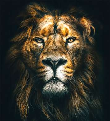 Постер, Взгляд льва, 40 x 40 см, Холст на подрамнике