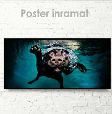 Poster, Câinele sub apă, 60 x 30 см, Panza pe cadru, Animale
