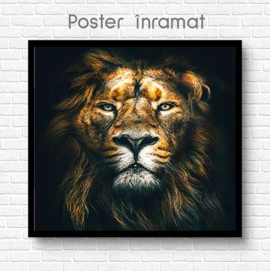 Poster, Lion gaze, 100 x 100 см, Framed poster on glass, Animals