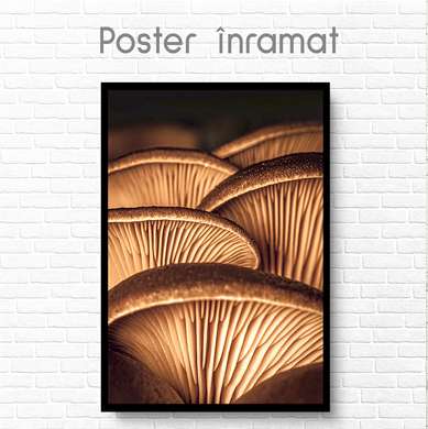 Poster - Ciuperci, 30 x 45 см, Panza pe cadru