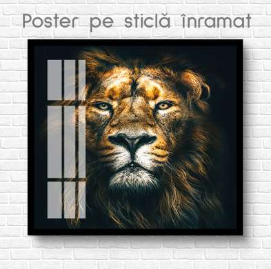 Poster, Lion gaze, 100 x 100 см, Framed poster on glass, Animals