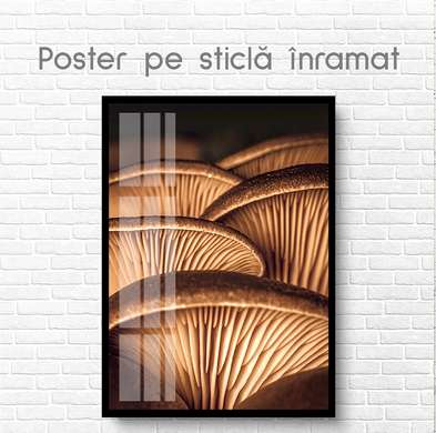 Poster - Ciuperci, 60 x 90 см, Poster inramat pe sticla