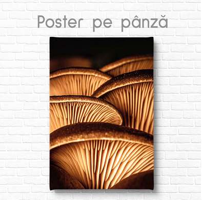 Poster - Mushrooms, 60 x 90 см, Framed poster on glass, Botanical