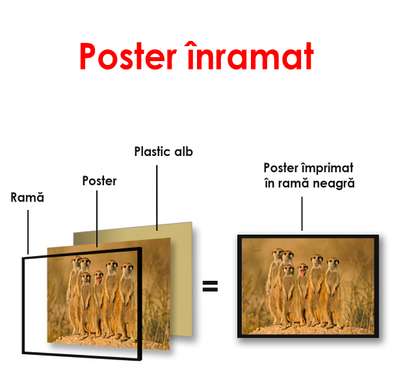 Постер, Африканские сурикаты, 90 x 60 см, Постер в раме, Животные