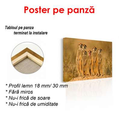 Постер, Африканские сурикаты, 90 x 60 см, Постер в раме, Животные