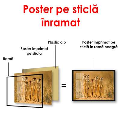 Poster, Meerkats africani, 90 x 60 см, Poster înrămat, Animale