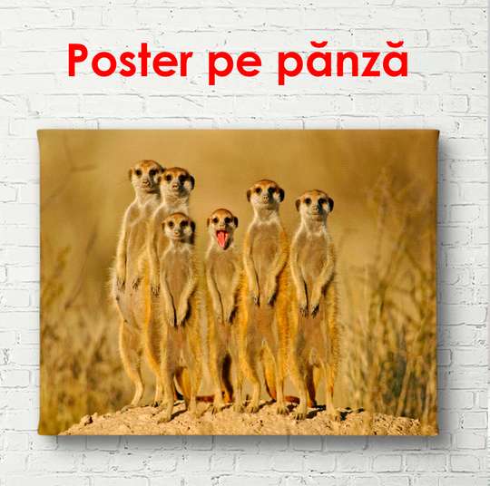 Poster, Meerkats africani, 90 x 60 см, Poster înrămat