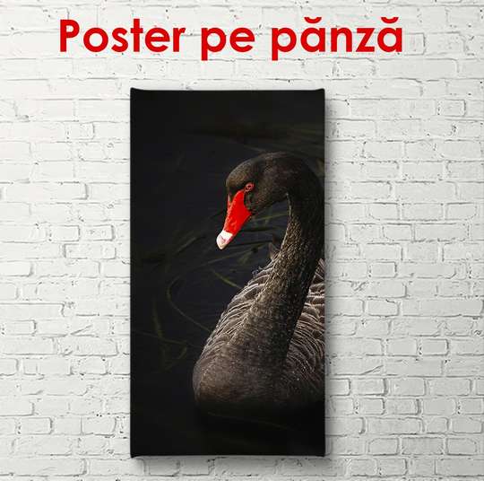 Poster, Lebada neagra, 30 x 90 см, Panza pe cadru, Animale