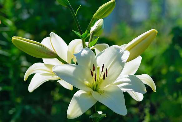 Wall Mural - White Lily