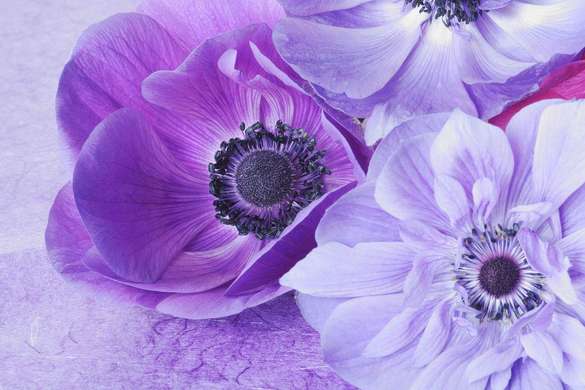 Постер - Фиолетовые весенние цветы, 90 x 45 см, Постер в раме, Цветы