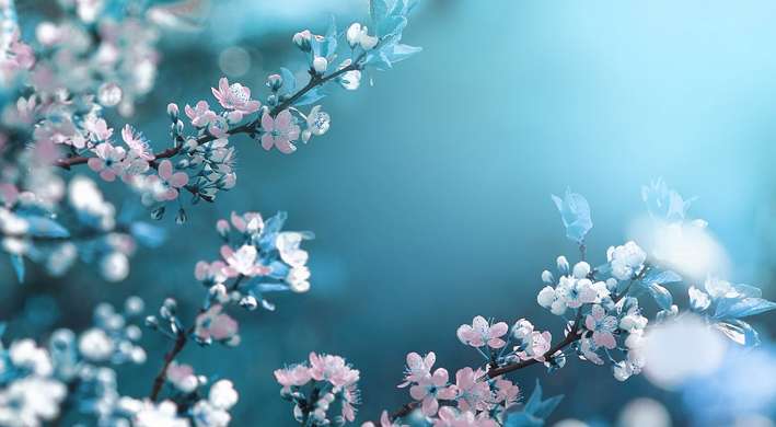 Fototapet - Flori albe pe o ramură pe un fundal albastru