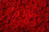 Wall Mural - Red roses